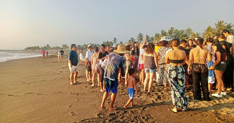 En este momento estás viendo Liberación de tortugas en Boca de Pascuales se consolida como atractivo turístico, afirma la comisaria
