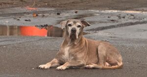 Lee más sobre el artículo Veterinario advierte sobre el efecto de los cohetes en mascotas y personas sensibles