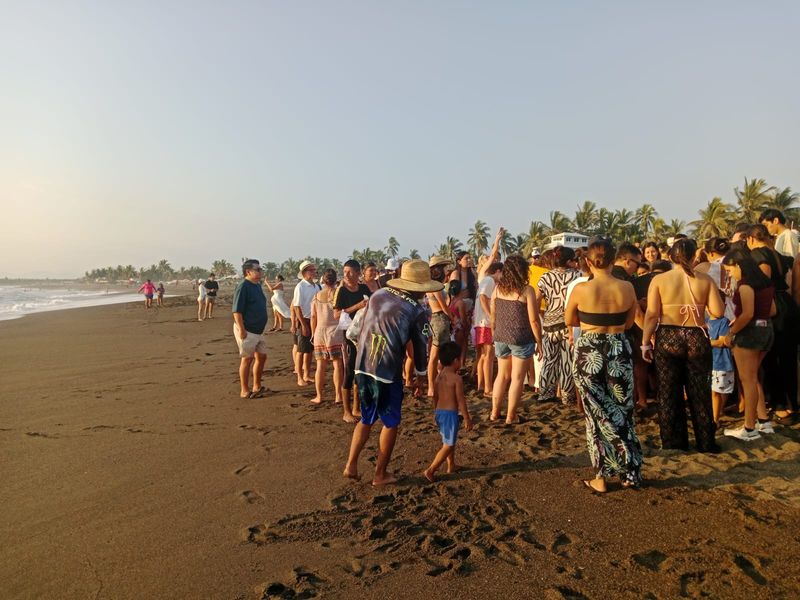 En este momento estás viendo Playa Pascuales se suma a la protección de tortugas marinas; liberan 500 crías