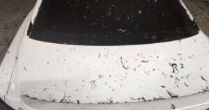 Lee más sobre el artículo Cae ceniza por quema de caña y afecta a vecinos de Tecomán