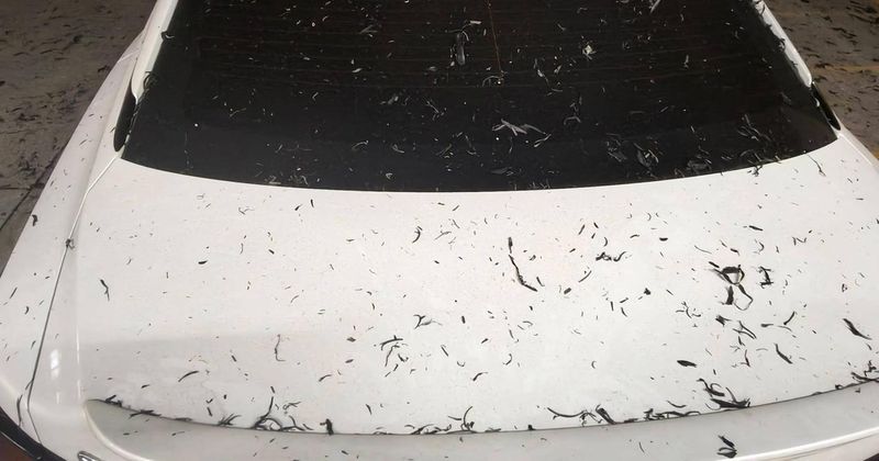 En este momento estás viendo Cae ceniza por quema de caña y afecta a vecinos de Tecomán