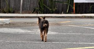 Lee más sobre el artículo Llaman a proteger a los animales durante la temporada de pirotecnia