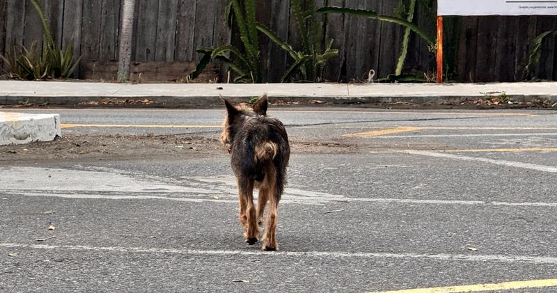 En este momento estás viendo Llaman a proteger a los animales durante la temporada de pirotecnia