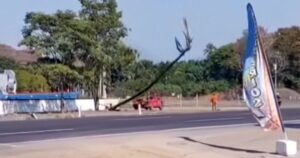 Lee más sobre el artículo Dos personas resultan heridas al caer una palma en la carretera rumbo a Armería