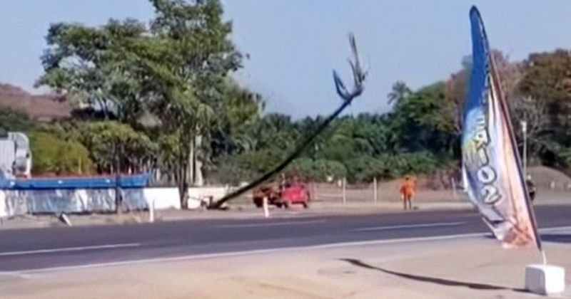 En este momento estás viendo Dos personas resultan heridas al caer una palma en la carretera rumbo a Armería