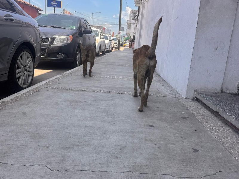En este momento estás viendo Veterinario advierte riesgos de usar remedios caseros para tratar la sarna en perros