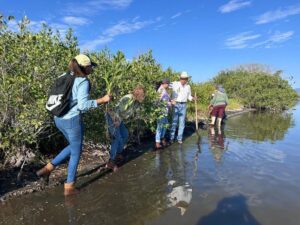 Lee más sobre el artículo Realizan reforestación de manglar por el Día Mundial de los Humedales en la Laguna de Cuyutlán