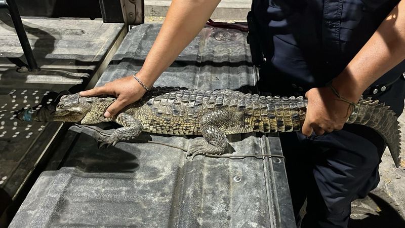 En este momento estás viendo Protección Civil Tecomán alerta por personas que mantienen cocodrilos como mascotas