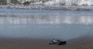 Lee más sobre el artículo Reportan incremento en anidación de tortuga laúd en Cuyutlán