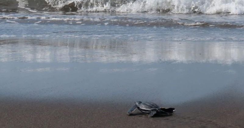 En este momento estás viendo Reportan incremento en anidación de tortuga laúd en Cuyutlán