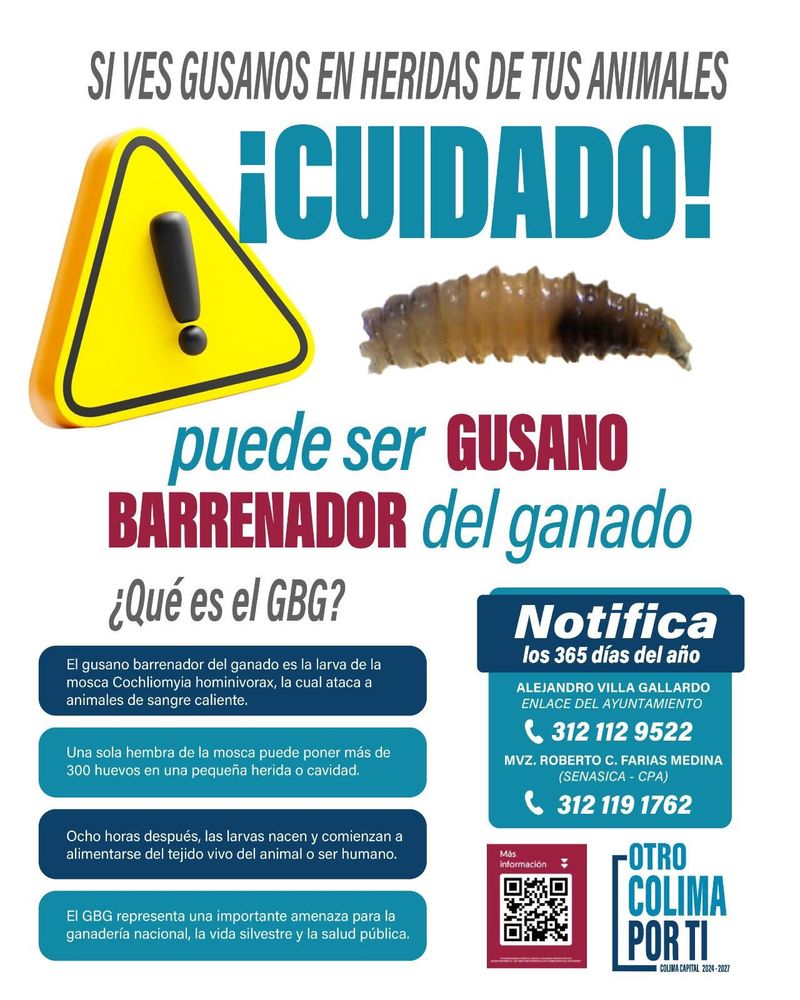 En este momento estás viendo Emiten alerta preventiva en Colima por posible presencia del gusano barrenador del ganado