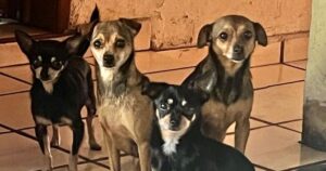 Lee más sobre el artículo Piden difundir y aplicar Ley de Protección Animal