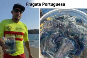 Lee más sobre el artículo Alerta UEPC Colima por presencia de ‘fragata portuguesa’ en playas del estado