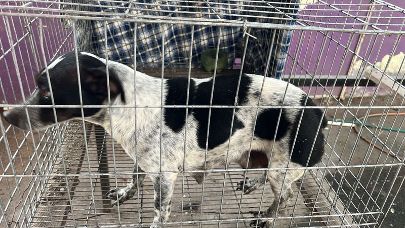 En este momento estás viendo Rescata Protección Civil de Tecomán a perrito en riesgo y refuerza acciones preventivas en Tecomán