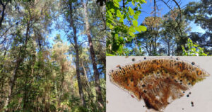 Lee más sobre el artículo ‘Plaga amenaza bosques de pino en las faldas del Volcán de Colima’: Conafor