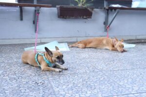 Lee más sobre el artículo “Adoptar es un compromiso de vida”: Siempre Seré Tu Voz llama a la responsabilidad y a la esterilización