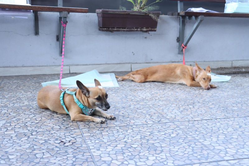 En este momento estás viendo “Adoptar es un compromiso de vida”: Siempre Seré Tu Voz llama a la responsabilidad y a la esterilización