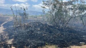 Lee más sobre el artículo Incendio de pastizal moviliza a cuerpos de emergencia en Tecomán