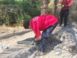 Lee más sobre el artículo Protección Civil de Armería rescata y libera cocodrilo en zona fangosa de Cuyutlán