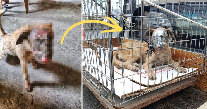 En este momento estás viendo “Milagros”, la perrita que sobrevivió al incendio en la Bayardo, lucha por recuperarse; familia pide apoyo