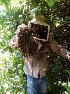 Lee más sobre el artículo Protección Civil Armería llama a extremar precauciones ante presencia de enjambres