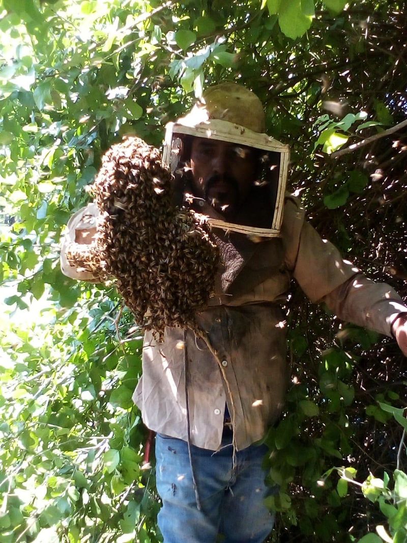 En este momento estás viendo Protección Civil Armería llama a extremar precauciones ante presencia de enjambres
