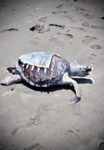 Lee más sobre el artículo Comisaria de Pascuales alerta por saqueo de huevos y mortandad de tortugas