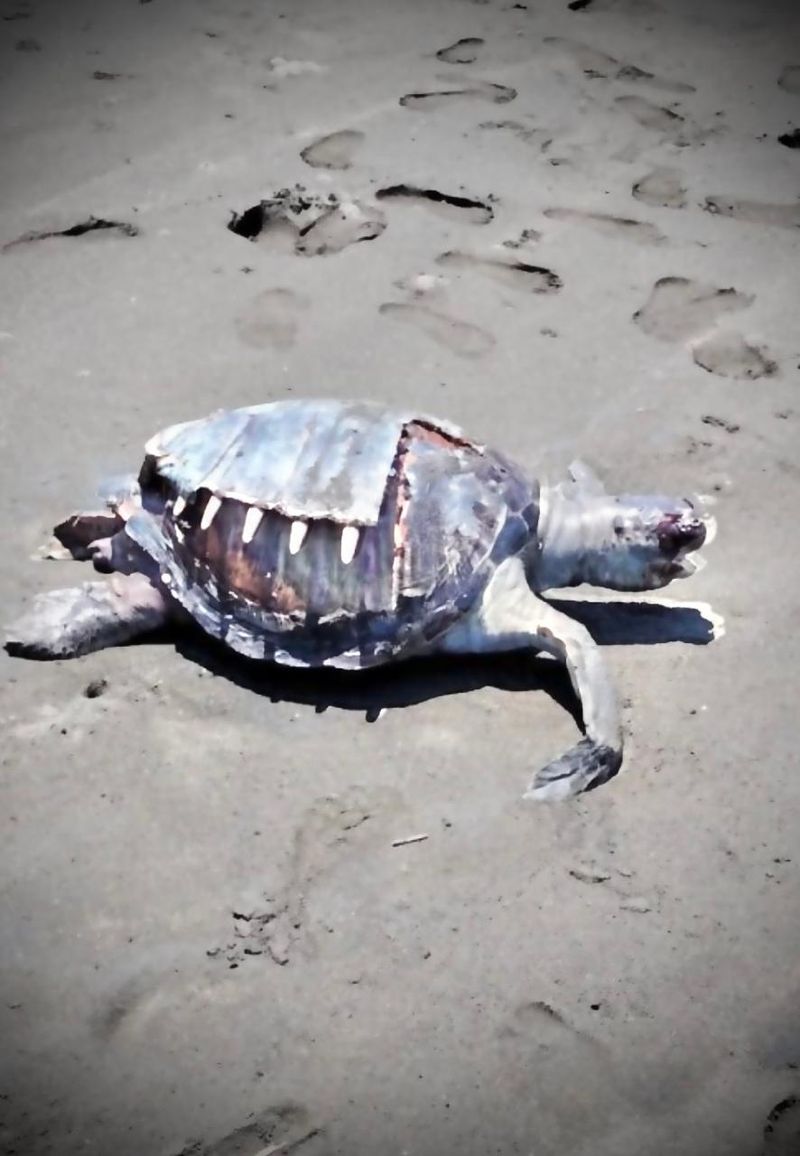 En este momento estás viendo Comisaria de Pascuales alerta por saqueo de huevos y mortandad de tortugas