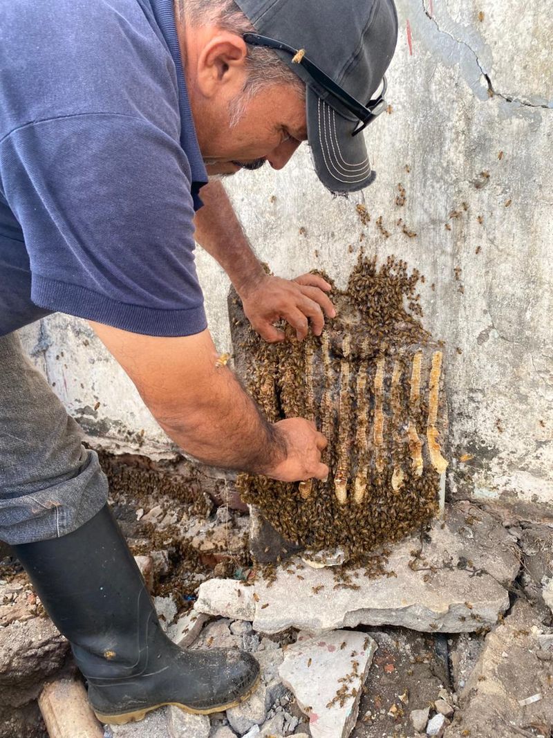 En este momento estás viendo Recomiendan evitar perfumes y movimientos bruscos ante presencia de abejas
