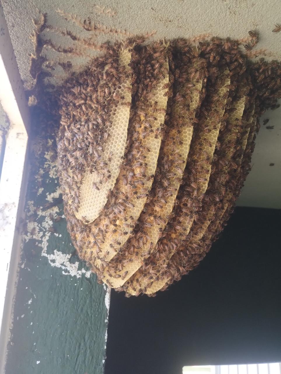 En este momento estás viendo Alertan riesgo de mezclar abejas sueltas con colmenas controladas