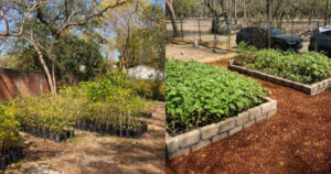 Lee más sobre el artículo Vivero Municipal de Colima fortalece reforestación y rescate de especies nativas