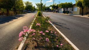 Lee más sobre el artículo Ayuntamiento de Colima rehabilita jardines y camellones en la zona oriente