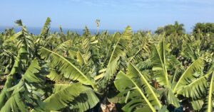 Lee más sobre el artículo Productores de plátano ajustan operaciones ante desplome de precios