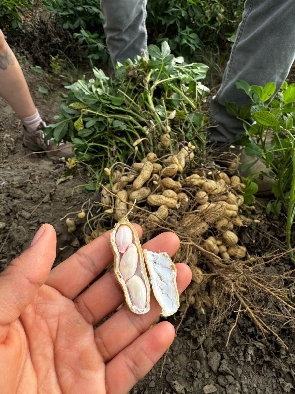 En este momento estás viendo La falta de agua afecta producción de cacahuate en la región de Ixtlahuacán: Sandra Cecilia Chávez