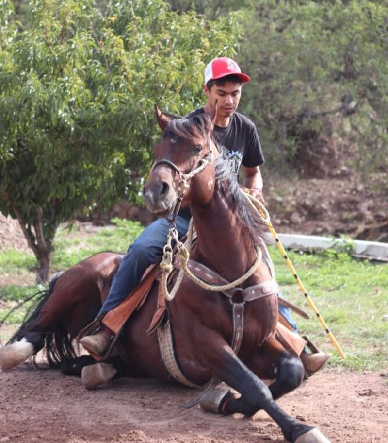 En este momento estás viendo “Hay arrendadores que son más animales que los animales”: veterinario condena maltrato equino