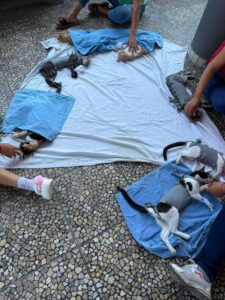 Lee más sobre el artículo Se agotan espacios de campaña gratuita de esterilización; anuncian nueva jornada en Pascuales para el 21 de julio