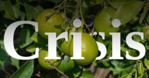 Lee más sobre el artículo Crisis del limón en Colima se prolonga por casi dos años: Coeplim