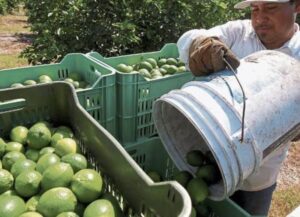 Lee más sobre el artículo Productores de limón denuncian falta de avances en acuerdos alcanzados con el gobierno