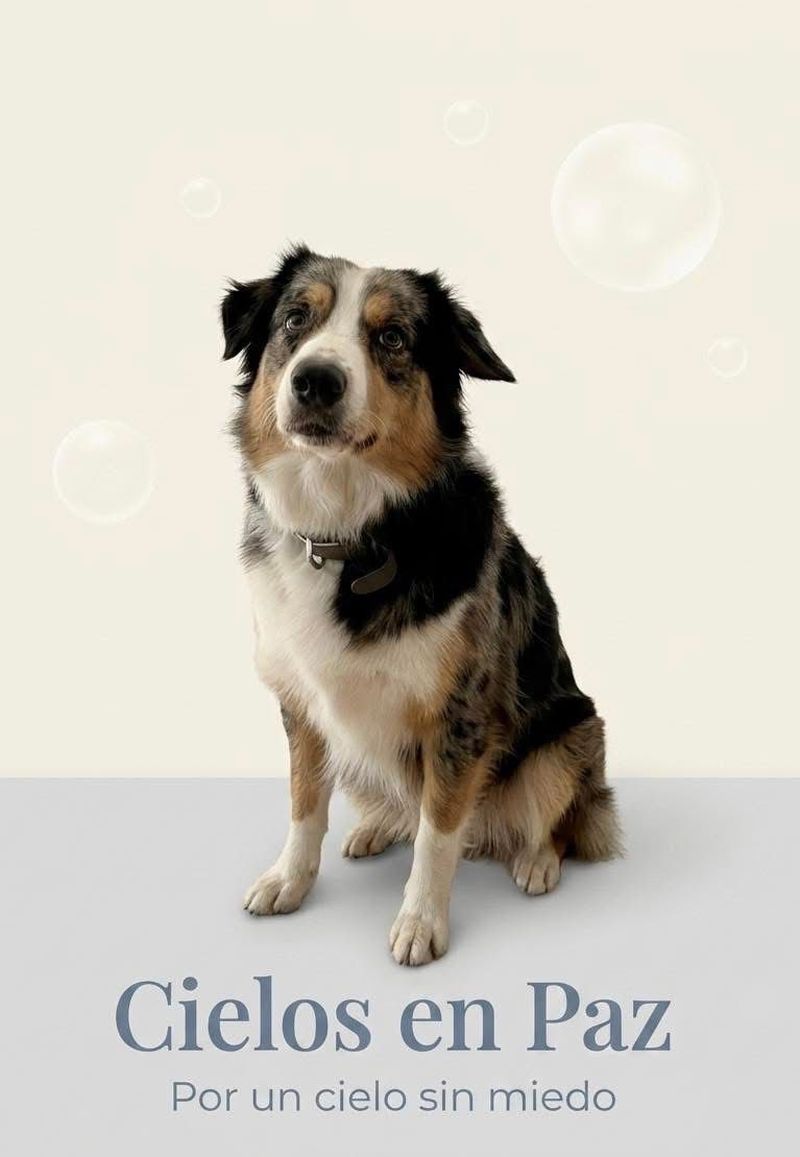En este momento estás viendo Veterinario impulsa campaña “Pirotecnia Cero” tras la muerte de un perro por el estruendo de fuegos artificiales