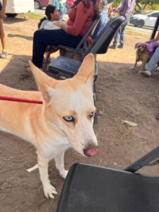 Lee más sobre el artículo Rebasa expectativas campaña de esterilización en Tecomán; aún hay lugares disponibles