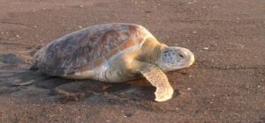 Lee más sobre el artículo Con educación y conservación, El Tortugario celebra el mes del medio ambiente