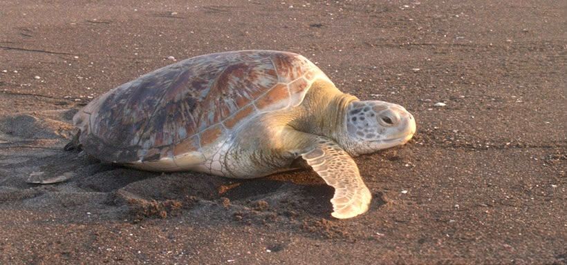 En este momento estás viendo Con educación y conservación, El Tortugario celebra el mes del medio ambiente