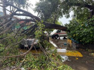 Lee más sobre el artículo Árbol cae sobre un vehículo en la colonia Fátima; una mujer resulta lesionada