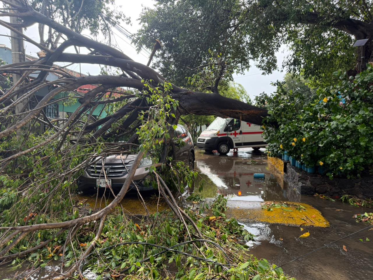 En este momento estás viendo Árbol cae sobre un vehículo en la colonia Fátima; una mujer resulta lesionada