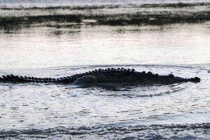 Lee más sobre el artículo Alertan por riesgo de cocodrilos en la Laguna de Cuyutlán; exhorta a no ingresar a la compuerta