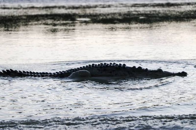 En este momento estás viendo Alertan por riesgo de cocodrilos en la Laguna de Cuyutlán; exhorta a no ingresar a la compuerta