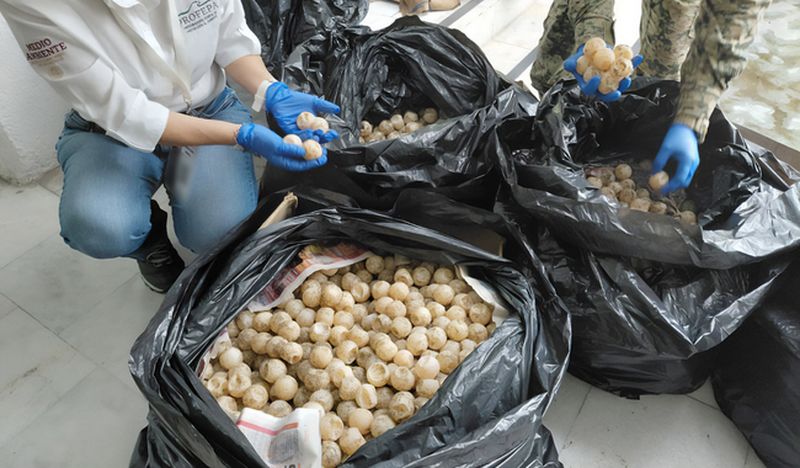 En este momento estás viendo Detienen a persona que transportaba 11,175 huevos de tortuga marina, en Colima
