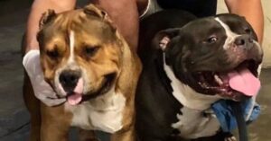 Lee más sobre el artículo Cruzas indiscriminadas de perros pueden generar animales con temperamento impredecible: Carlos Doria