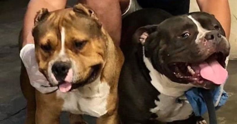 En este momento estás viendo Cruzas indiscriminadas de perros pueden generar animales con temperamento impredecible: Carlos Doria