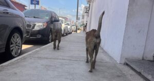 Lee más sobre el artículo Rescatistas de Tecomán piden mayor apoyo para esterilizaciones y atender la problemática de perros en situación de calle